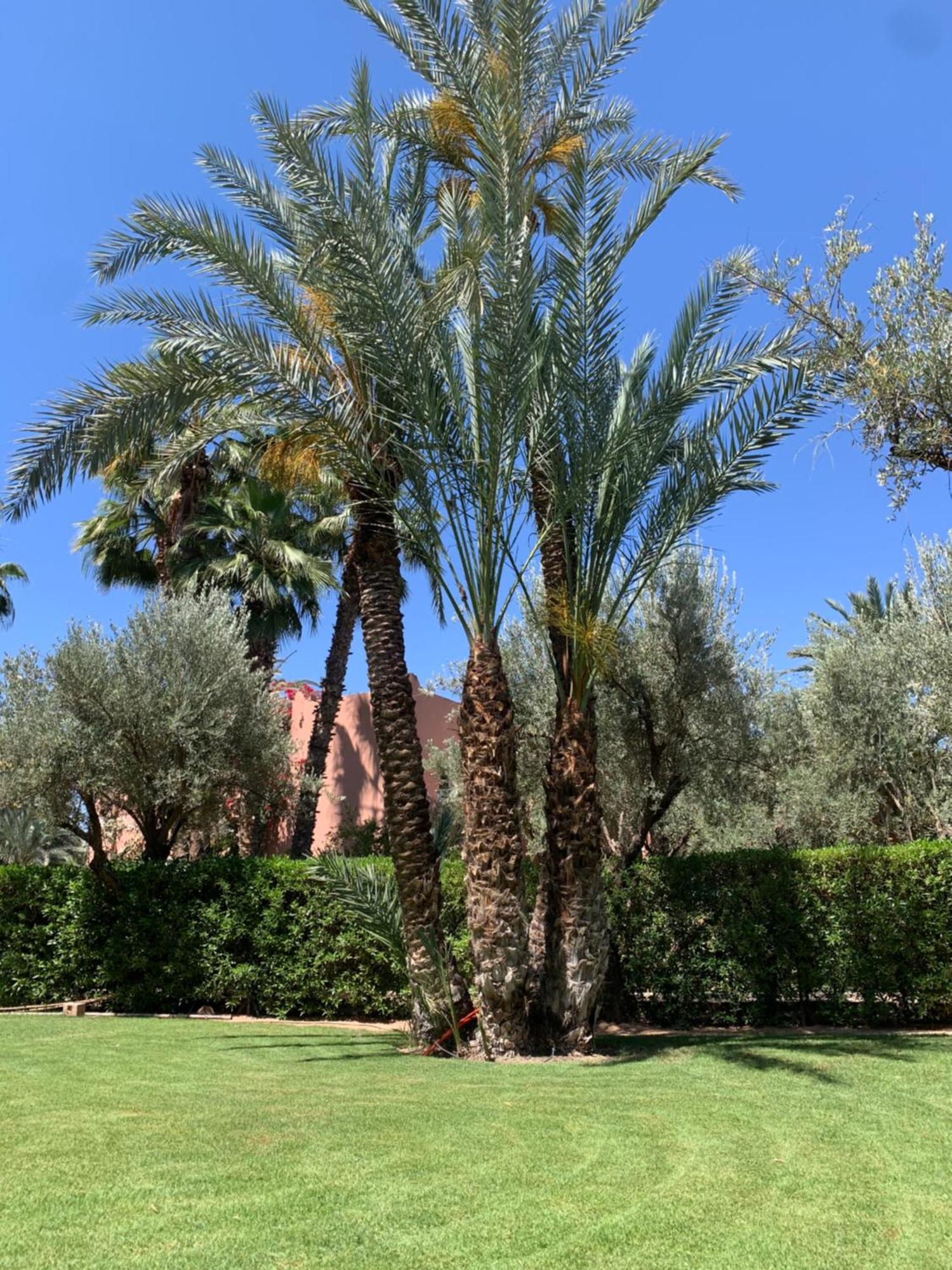 Villa Avec Piscine Privatisee A La Palmeraie Marrakesh Luaran gambar
